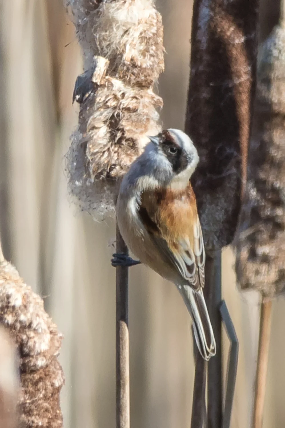 Penduline Tit (Remiz pendulinus)