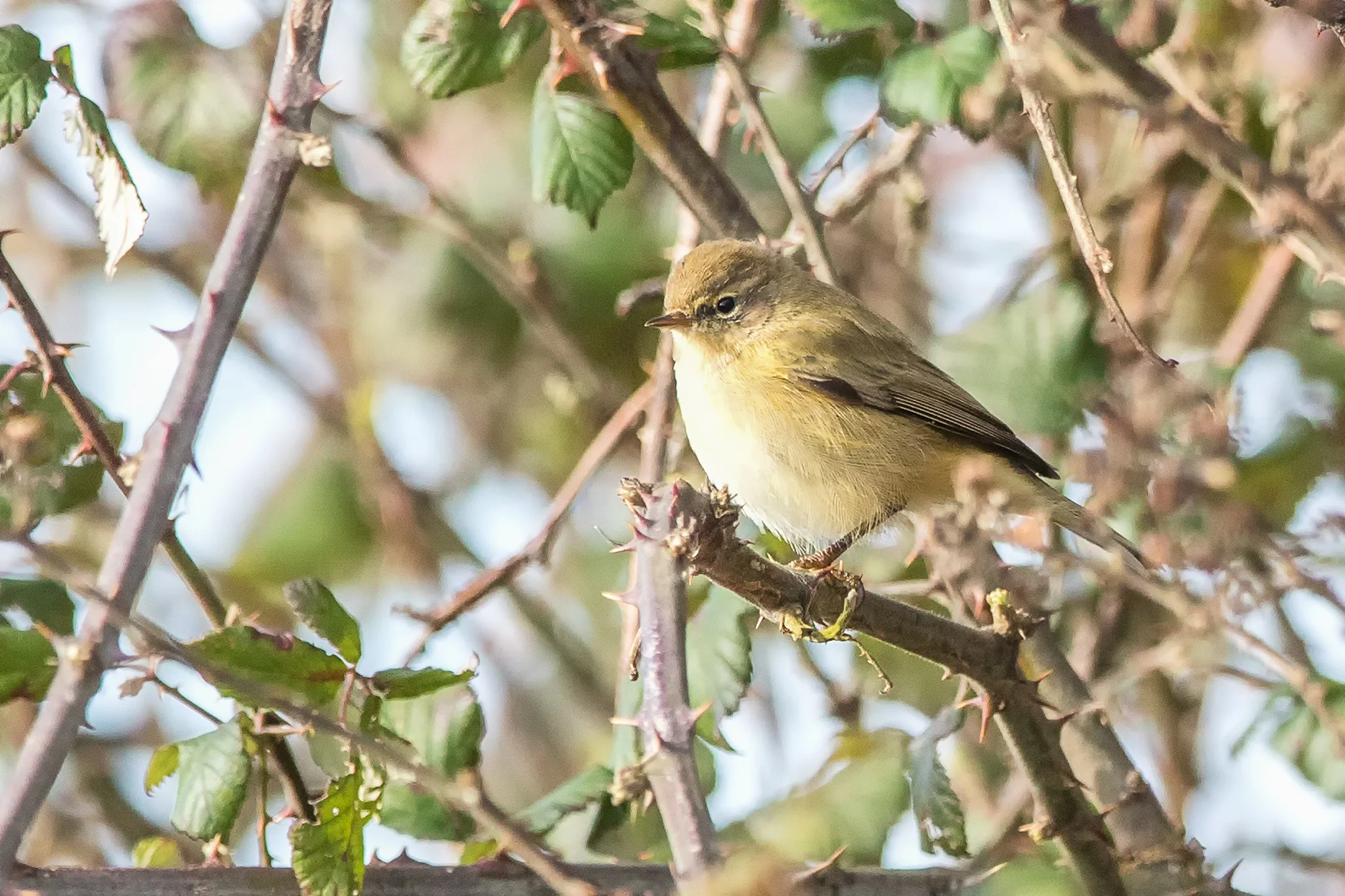 Chiffchaff (Phylloscopus collybita)