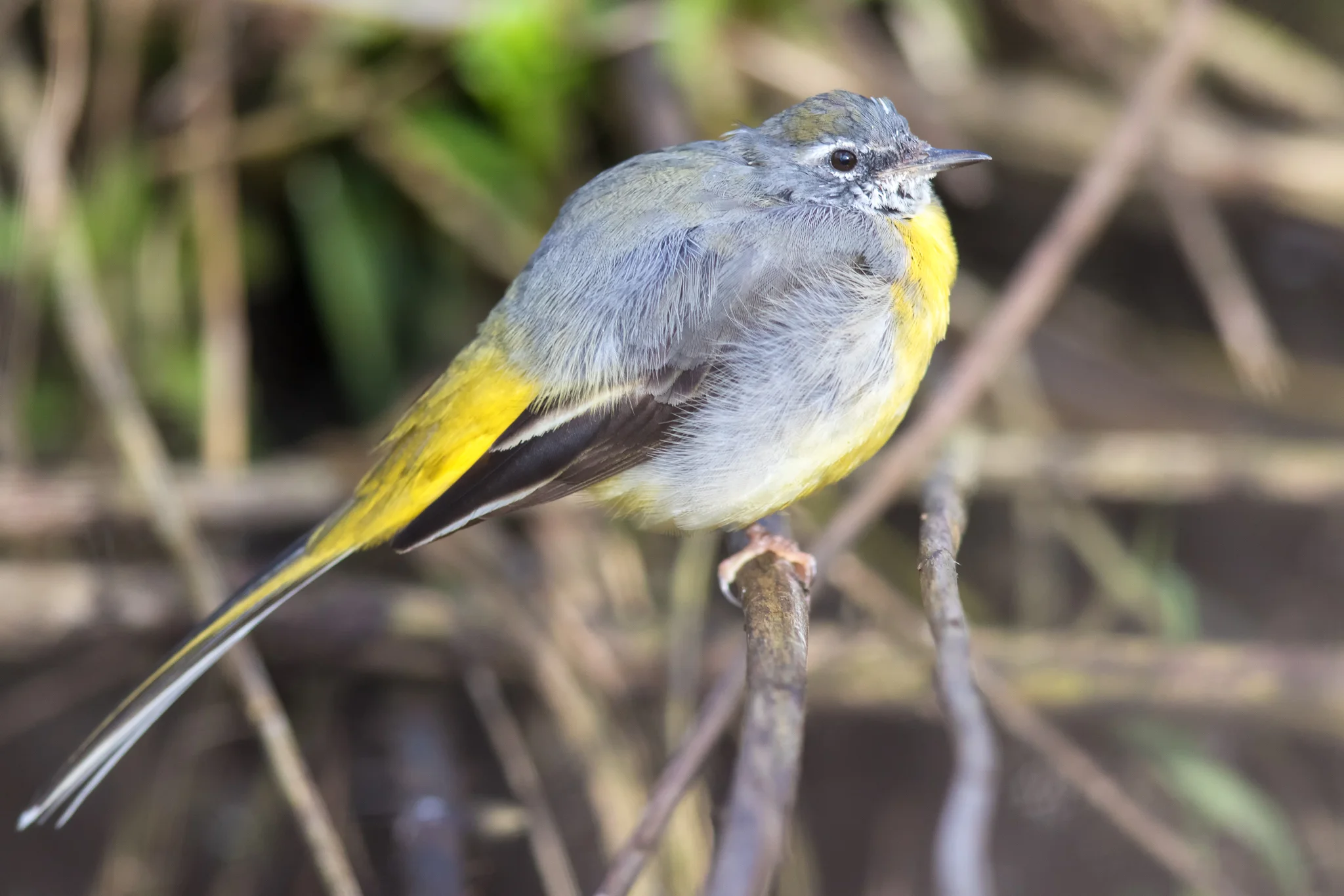 Grey Wagtail (Motacilla cinerea)