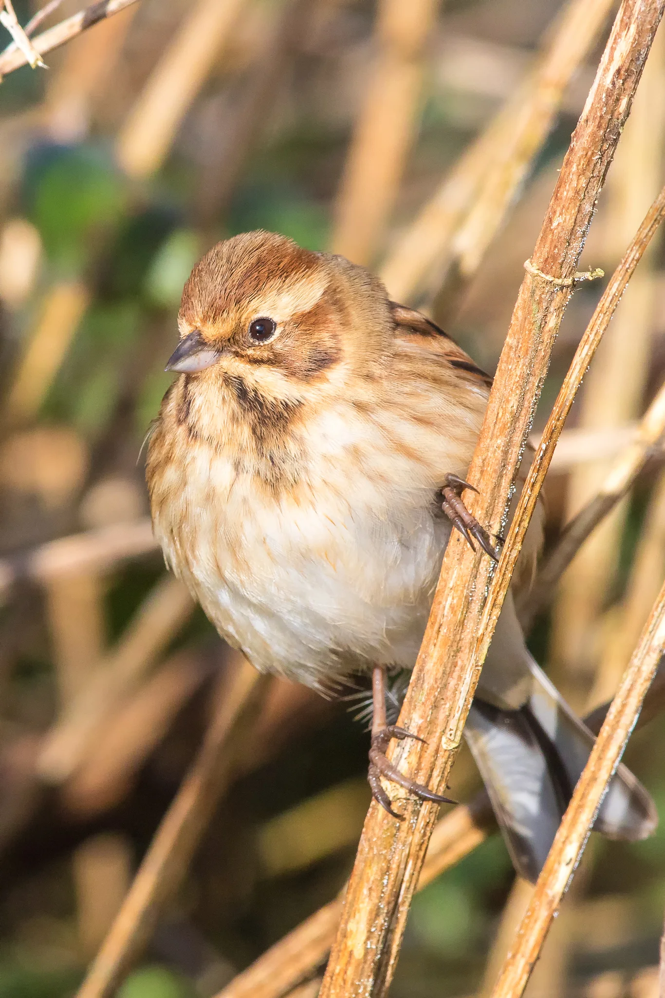 Reed Bunting (Emeriza schoeniclus)