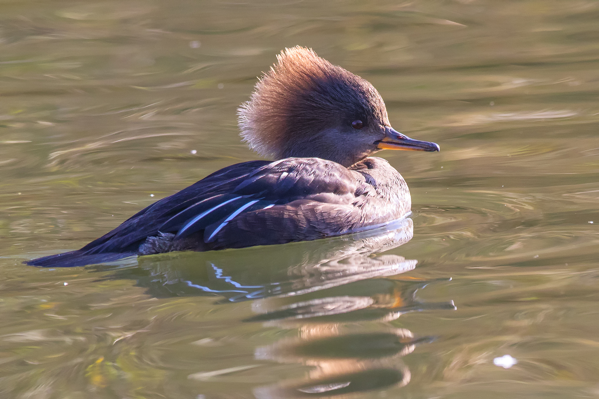 Hooded Merganser (Lophodytes cucullatus)