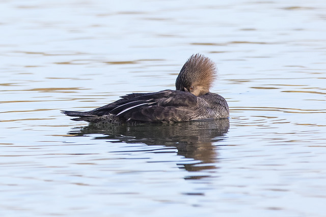 Hooded Merganser (Lophodytes cucullatus)