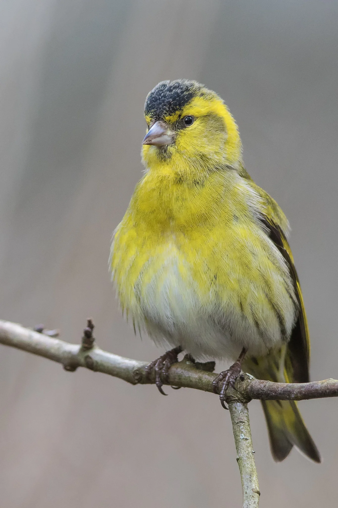 Siskin (Spinus spinus)