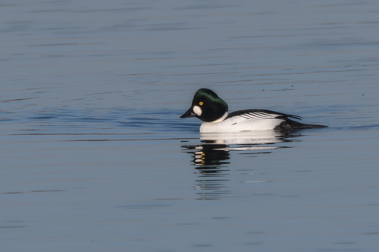 Goldeneye (Bucephala clangula)