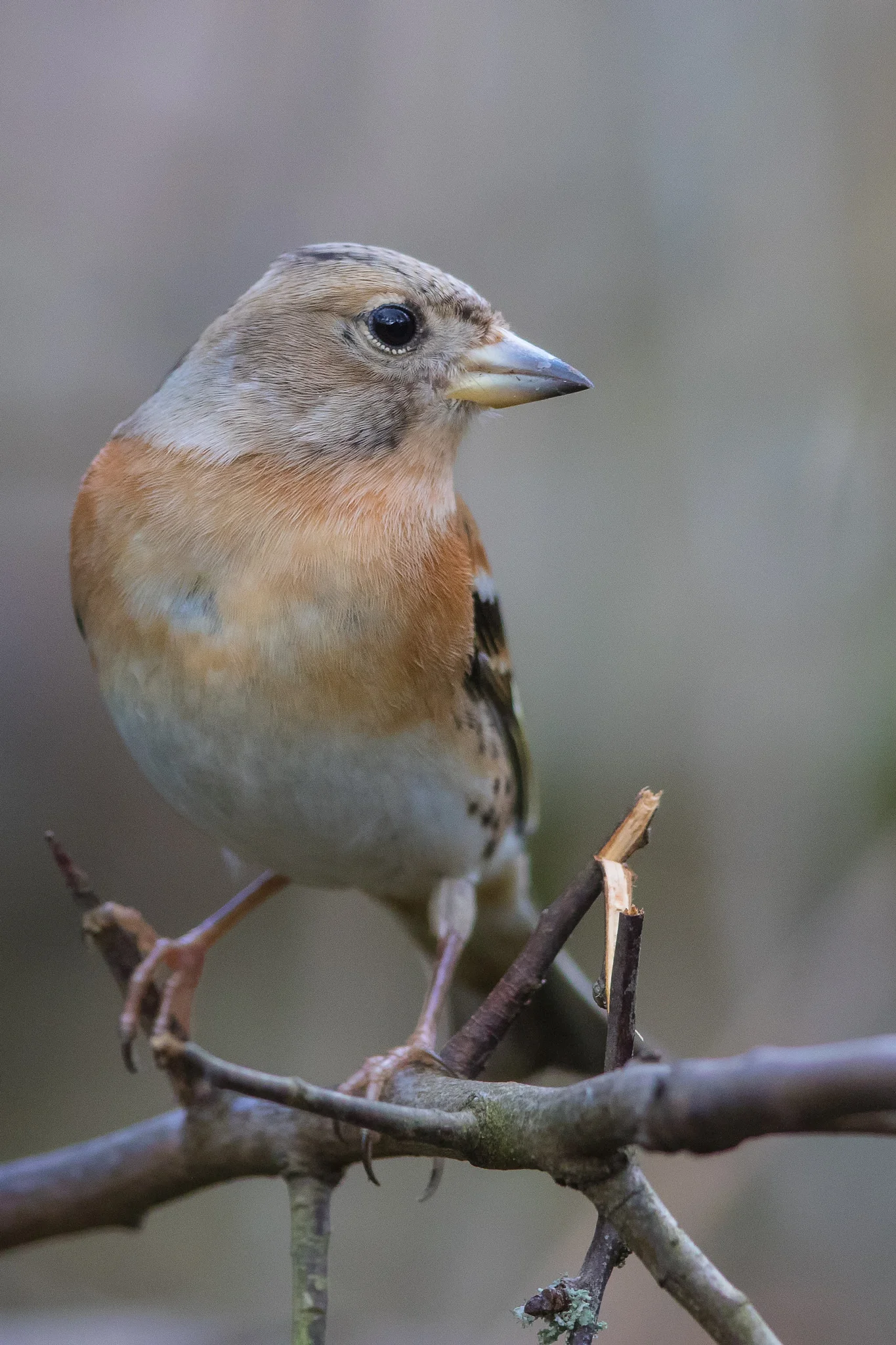 Brambling (Fringilla montifringilla)
