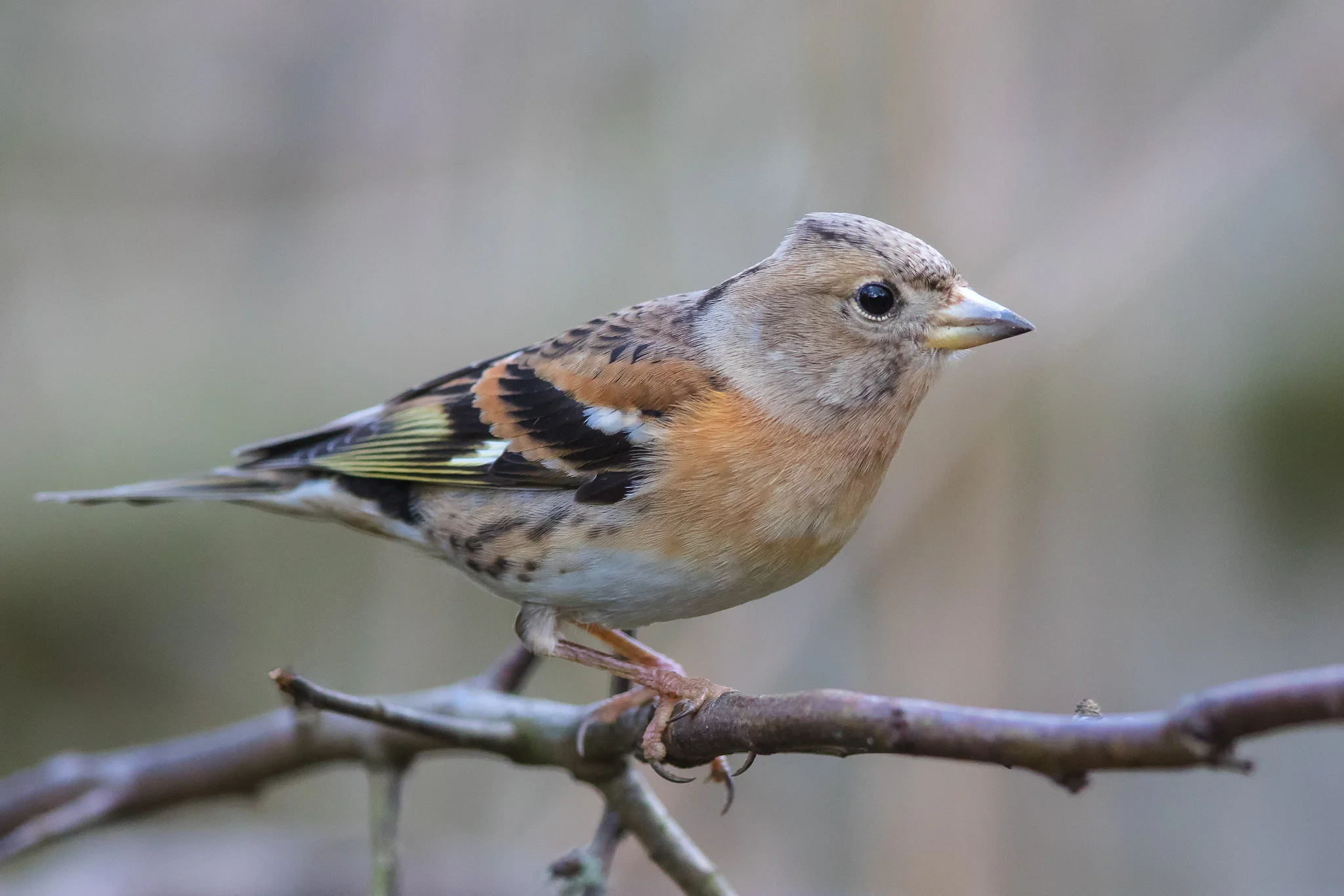 Brambling (Fringilla montifringilla)