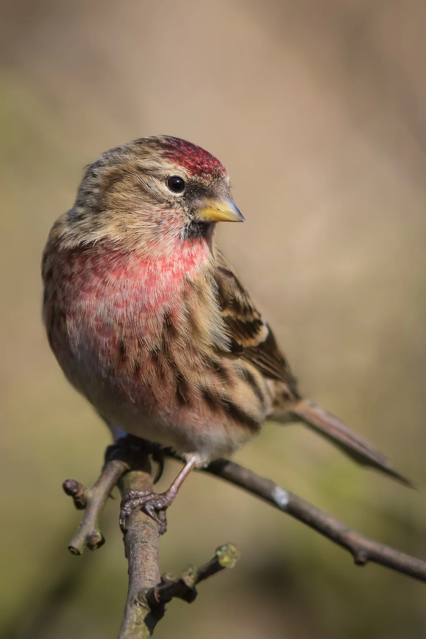 Lesser Redpoll (Carduelis cabaret)