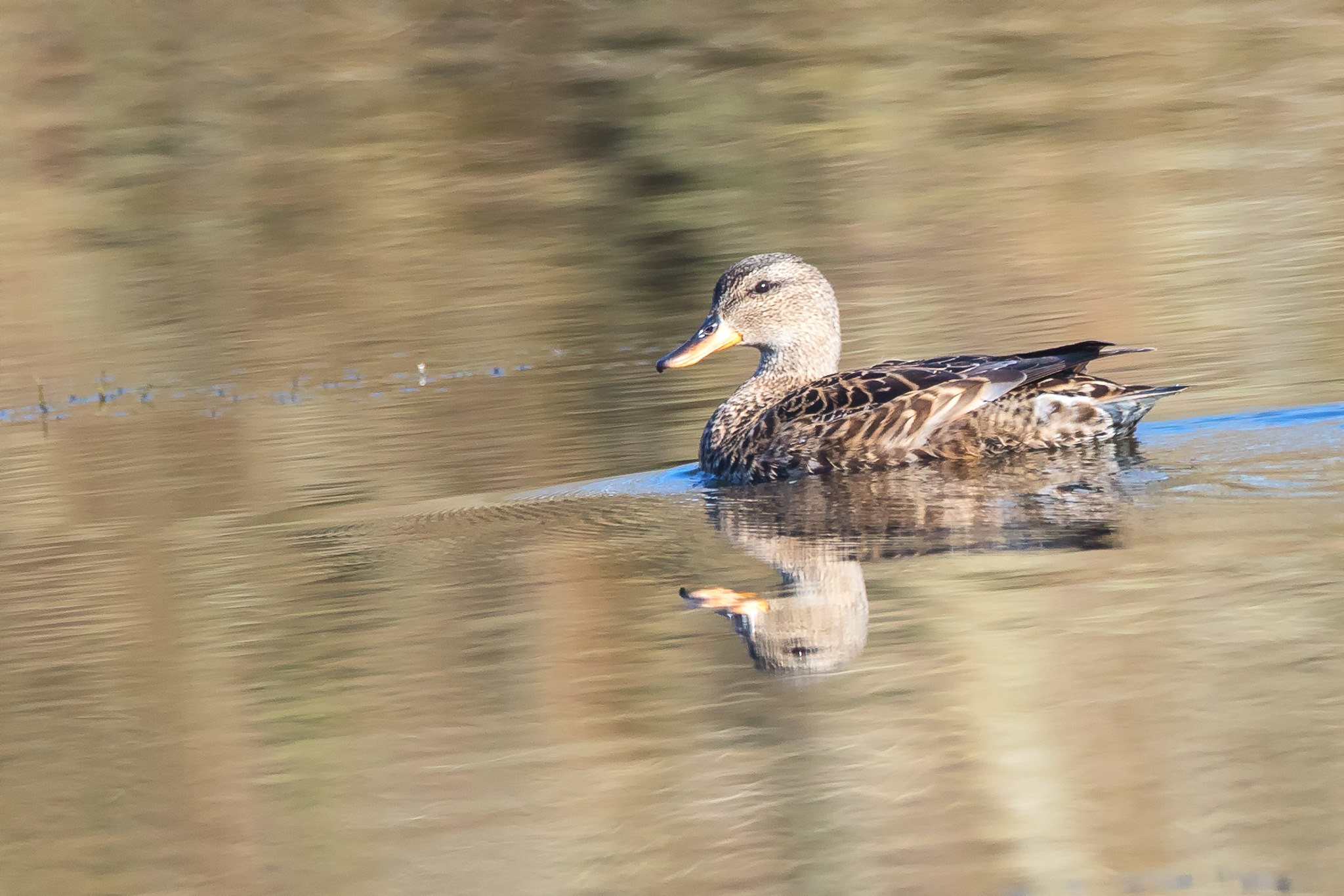 Gadwall (Anas strepera)