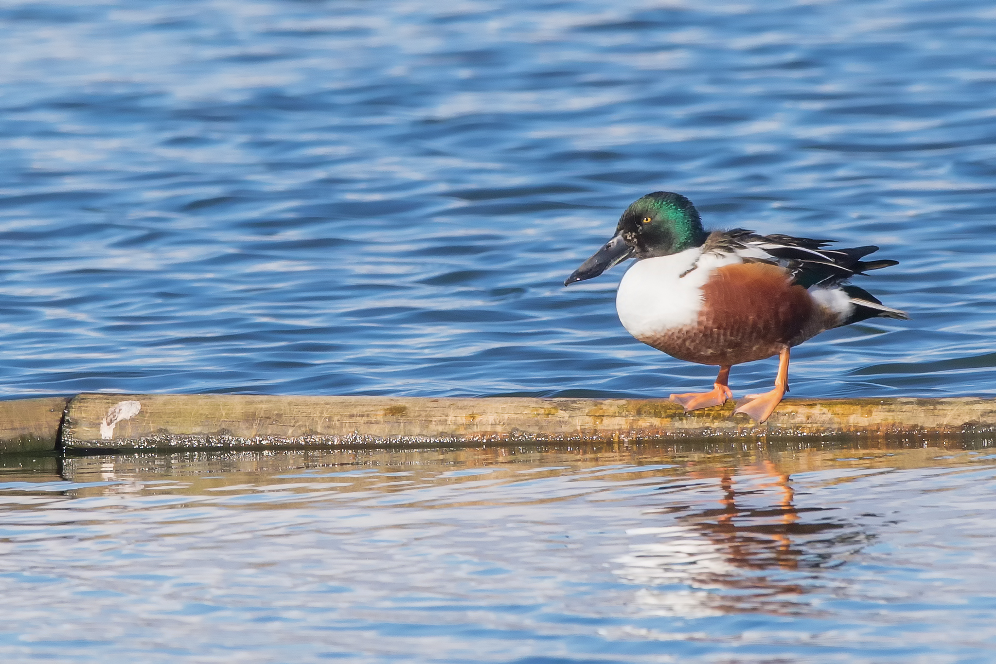 Shoveler (Anas clypeata)