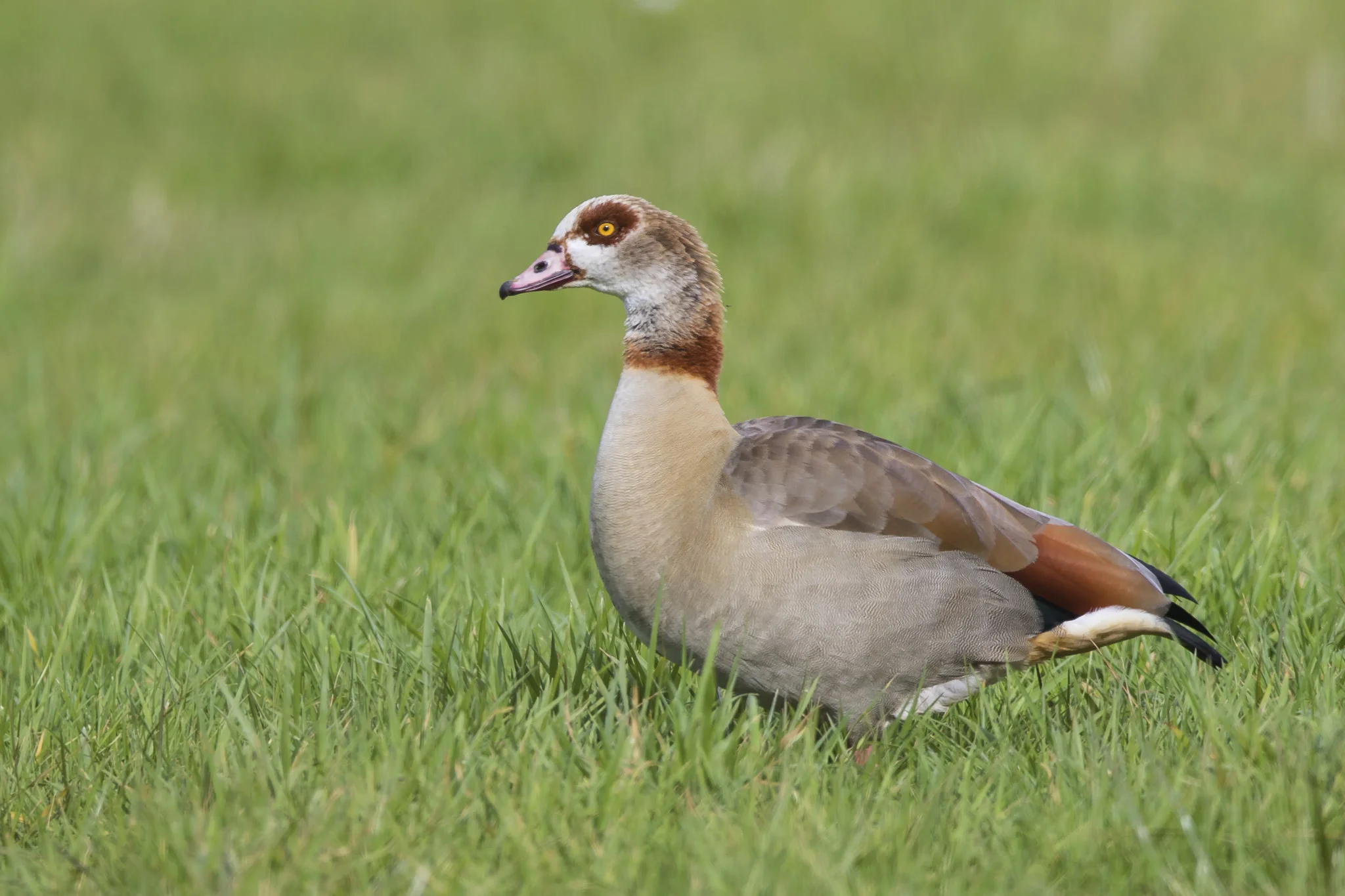 Egyptian Goose (Alopochen aegyptiacus)
