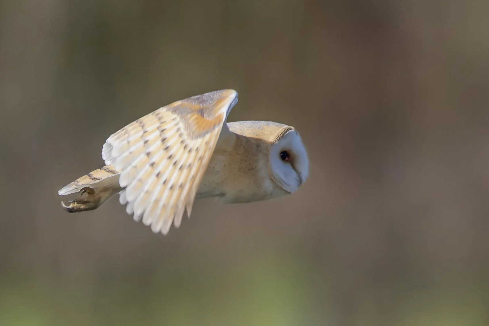 Barn Owl (Tyto alba)