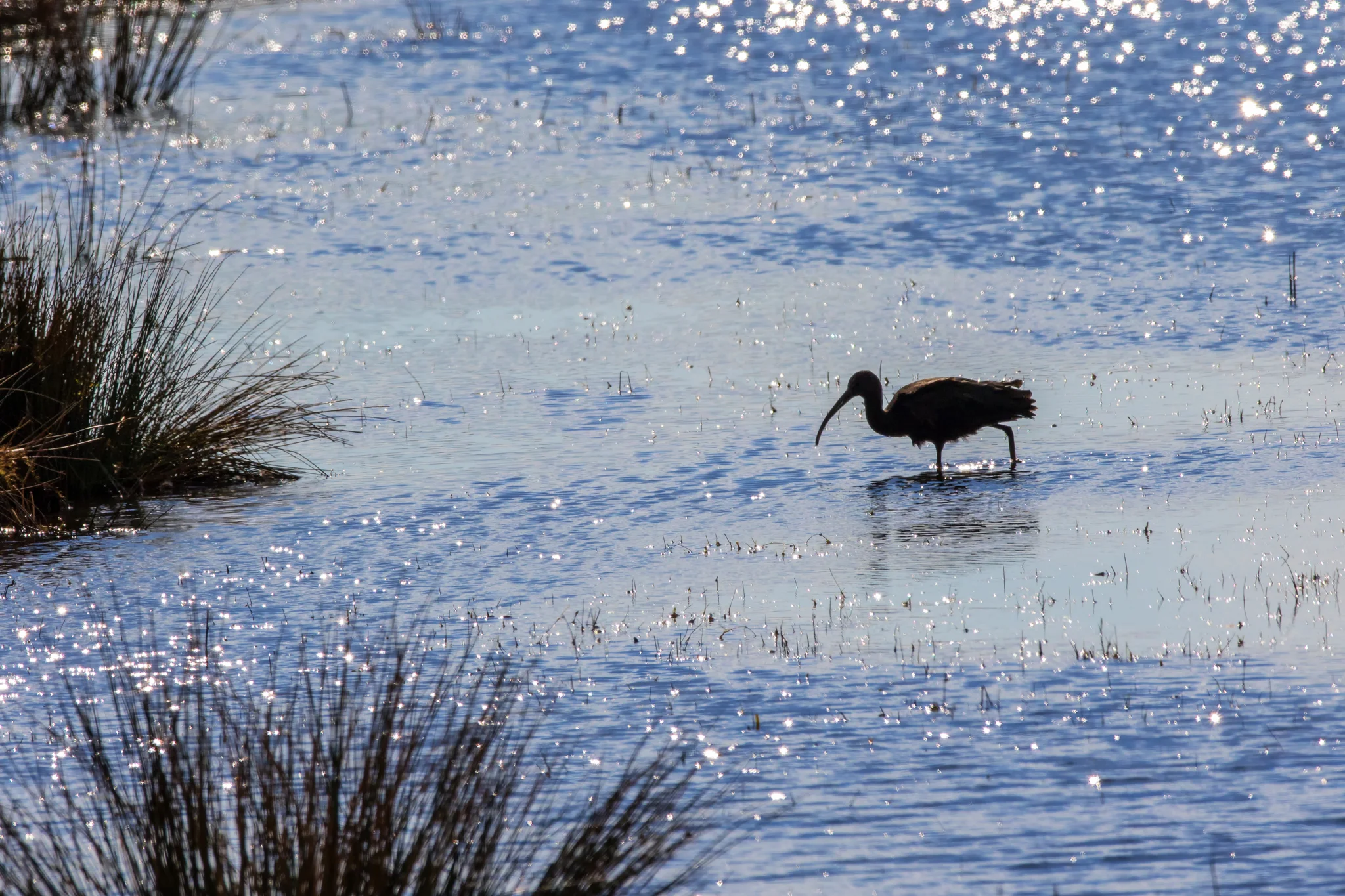 Glossy ibis (Plegadis falcinellus)