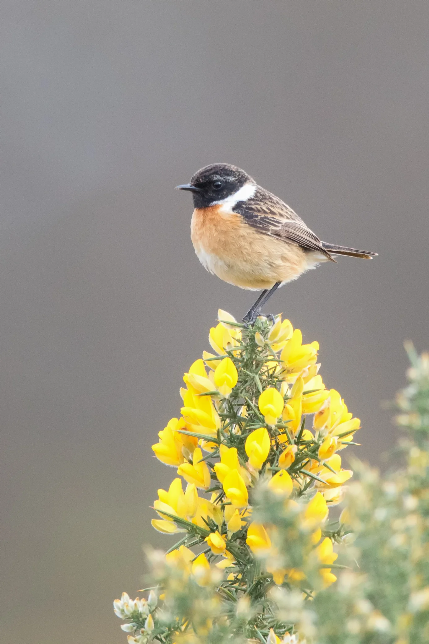 Stonechat (Saxicola torquatis)