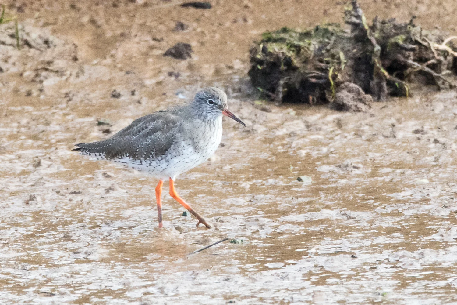 Redshank (Tringa totanus)