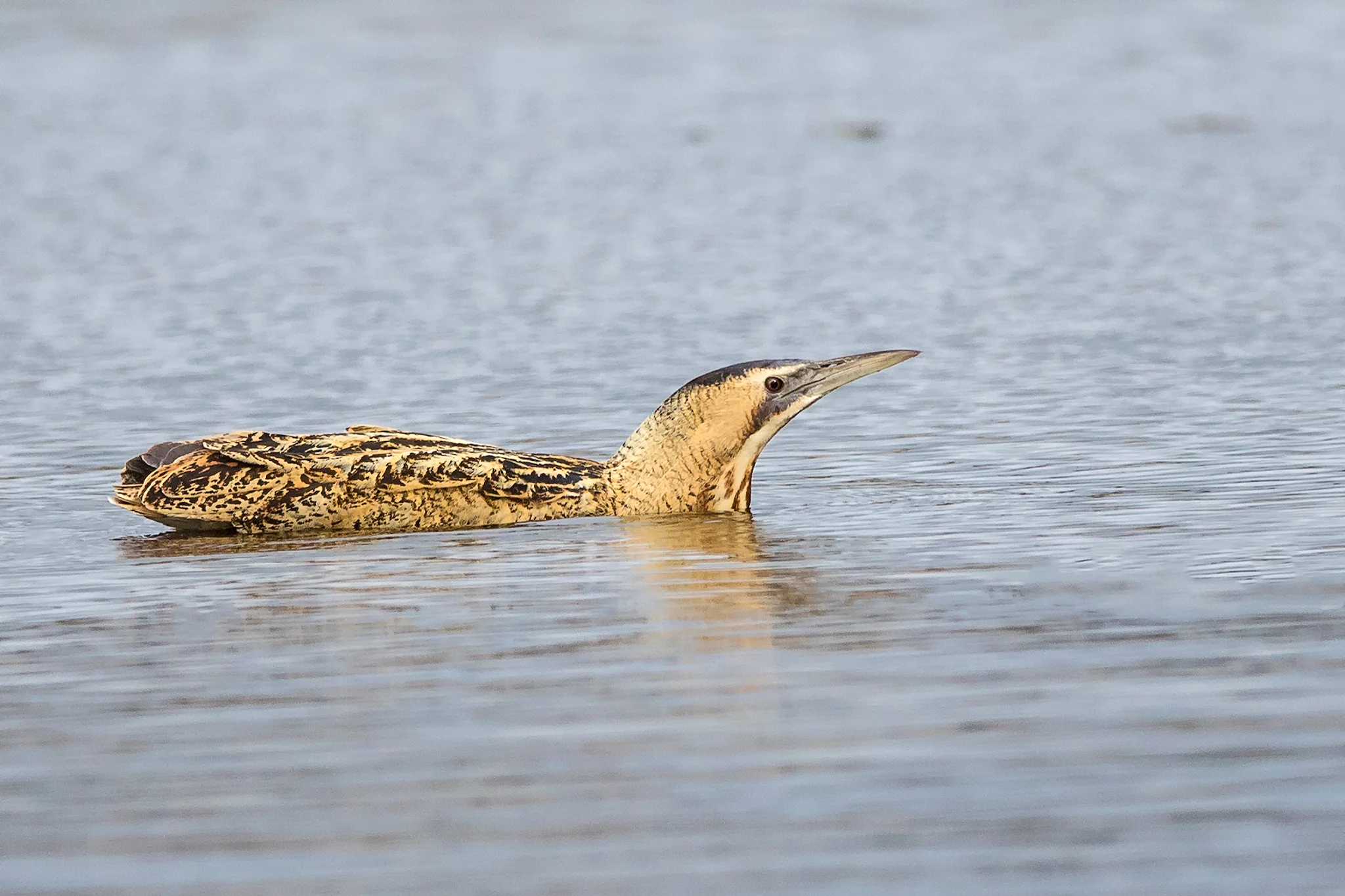 Bittern (Botaurus stellaris)
