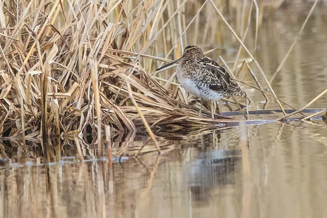 Common Snipe (Gallinago gallinago)
