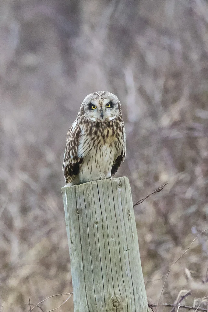 Short-eared Owl (Asio flammeus)
