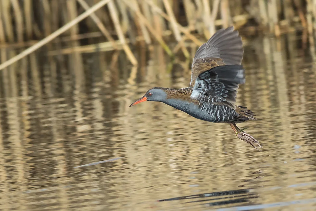 Water Rail (Rallus aquaticus)