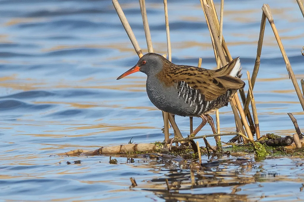 Water Rail (Rallus aquaticus)