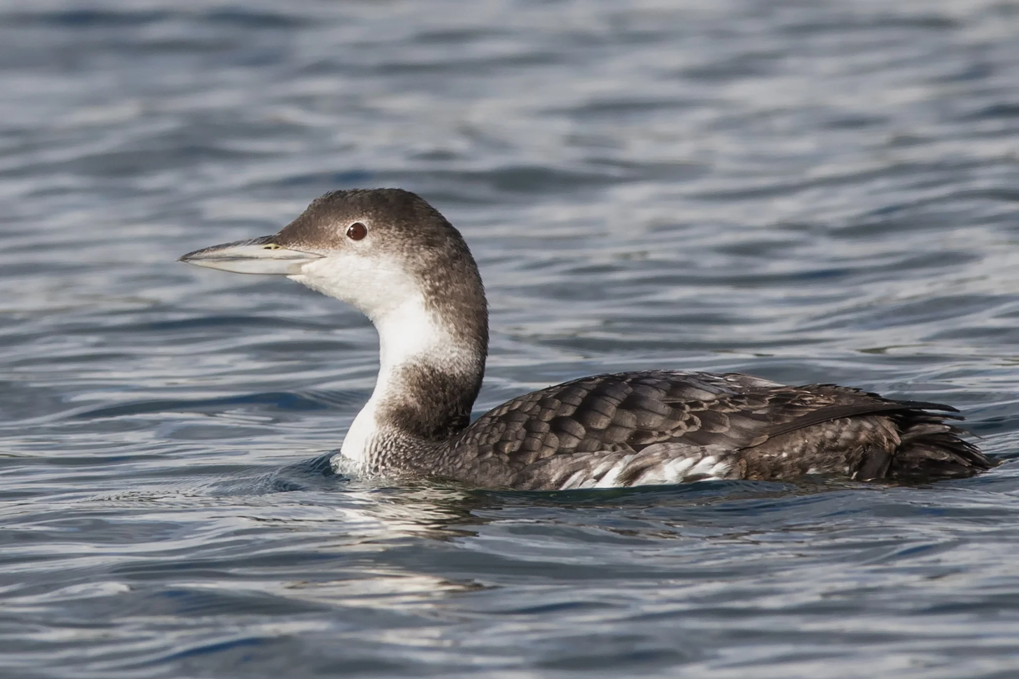 Great Northern Diver (Gavia immer)