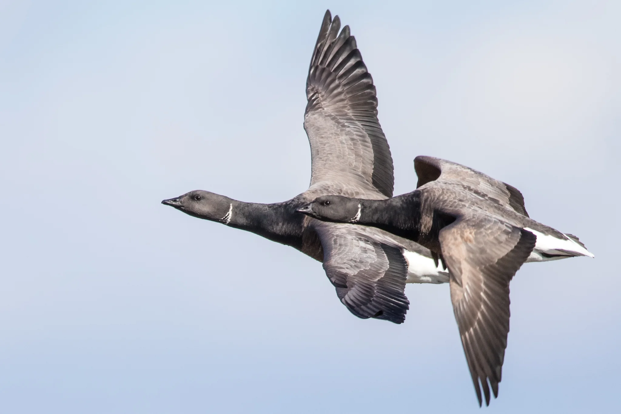 Brent Goose (Branta bernicla)