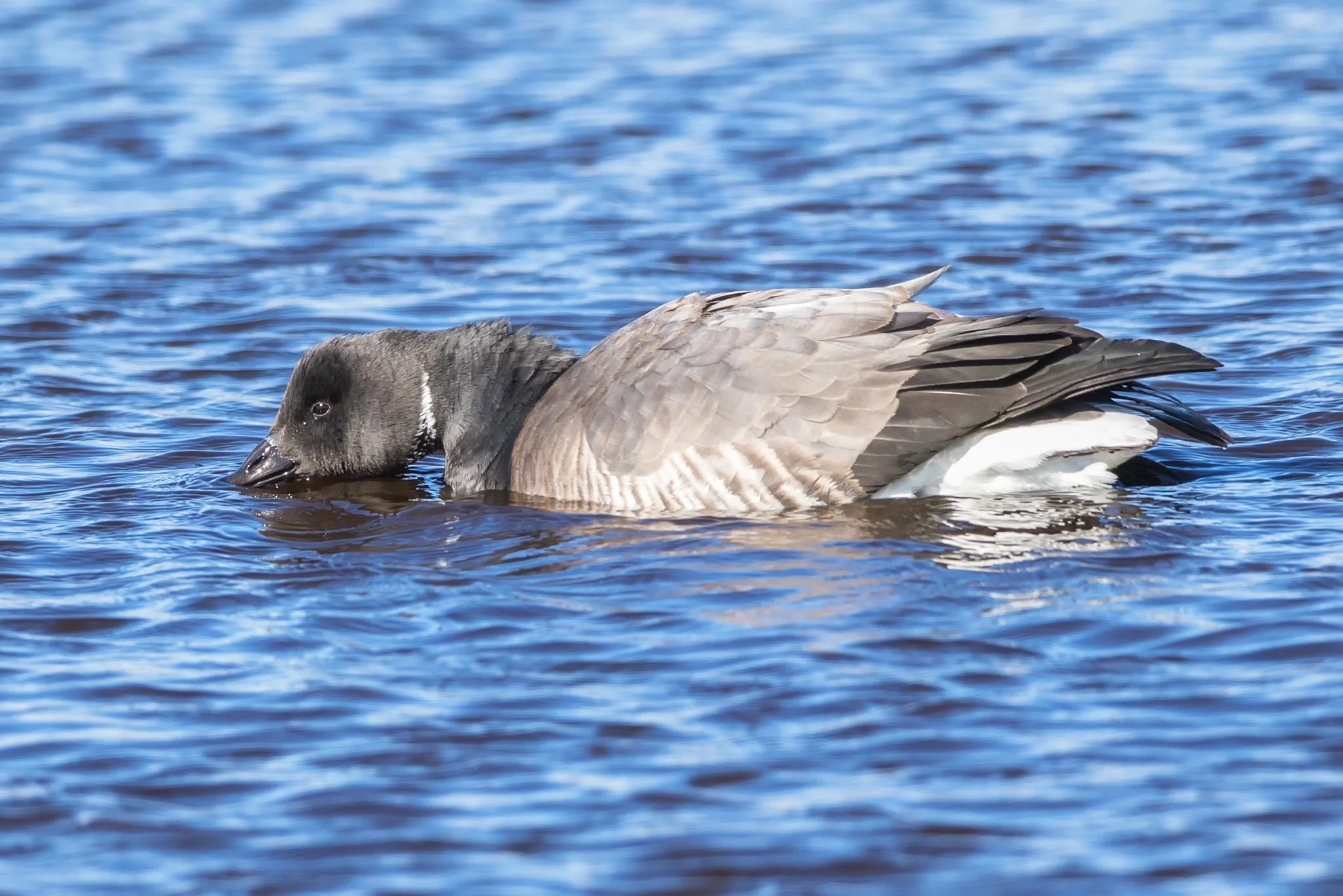 Brent Goose (Branta bernicla)