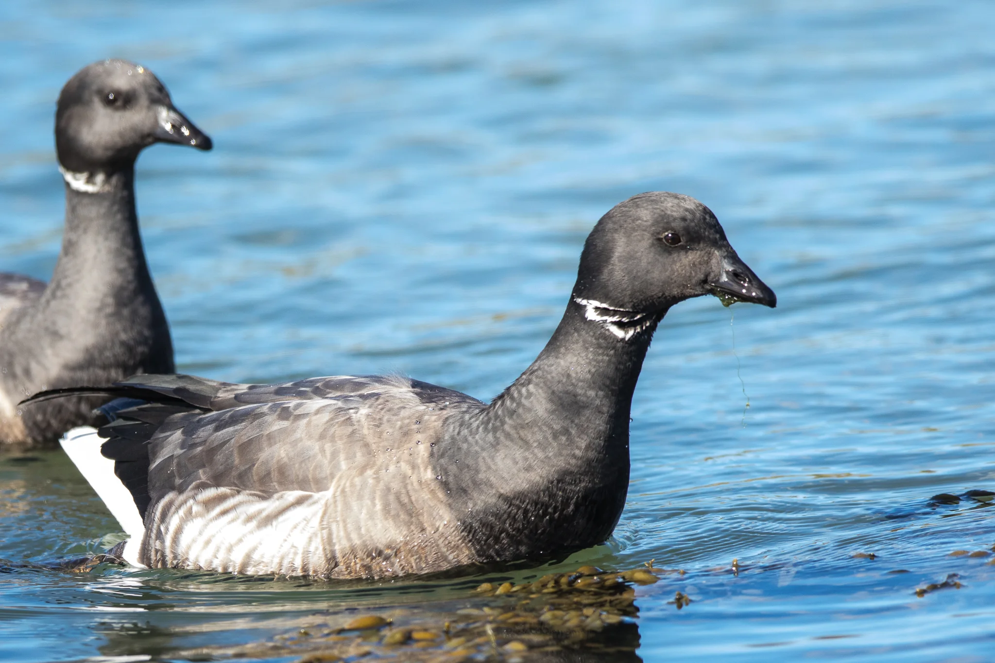 Brent Goose (Branta bernicla)