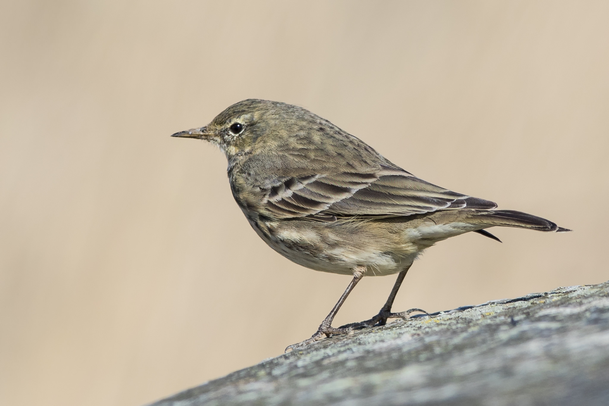 Rock Pipit (Anthus petrosus)
