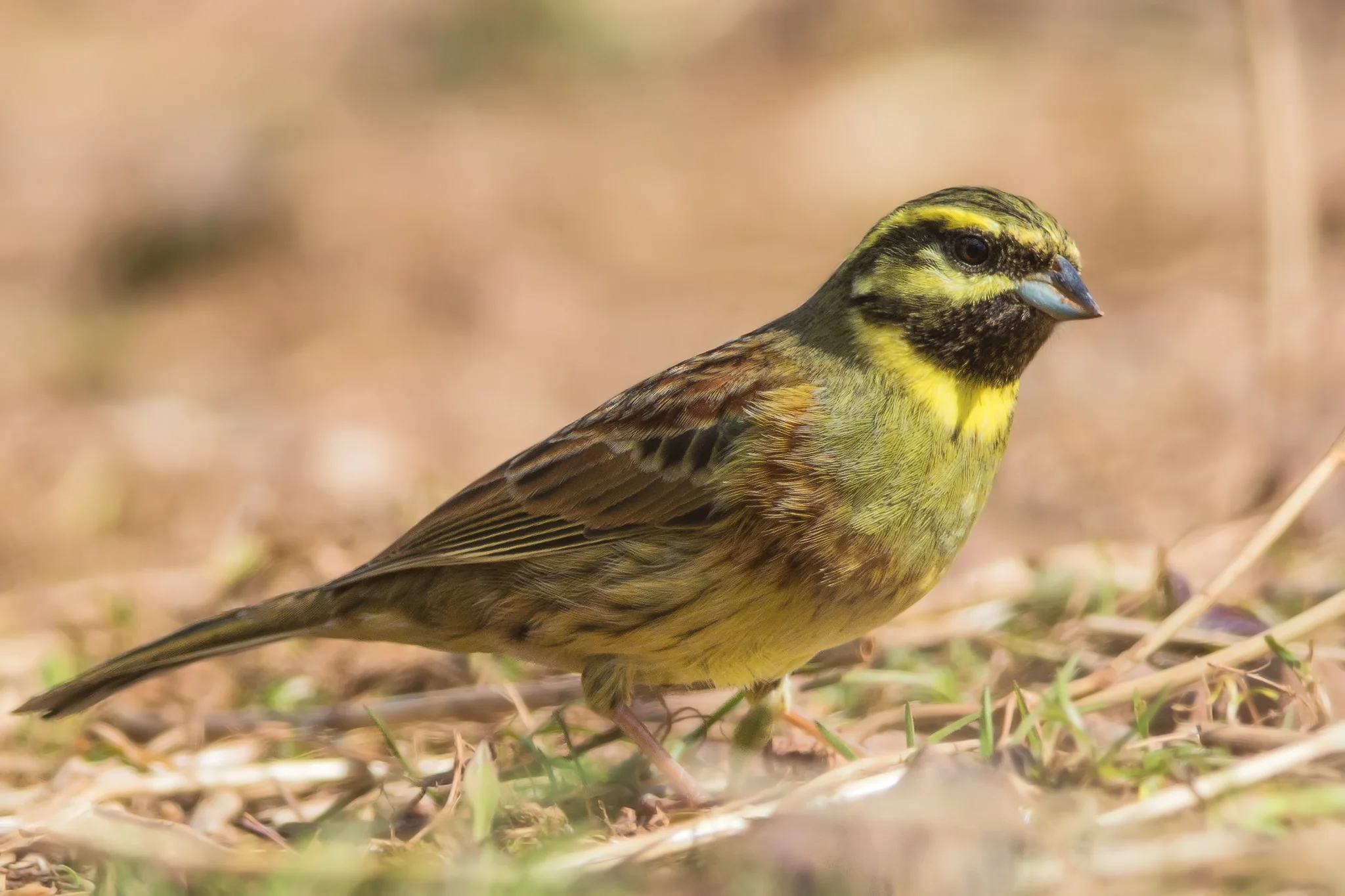 Cirl Bunting (Emberiza cirlus)