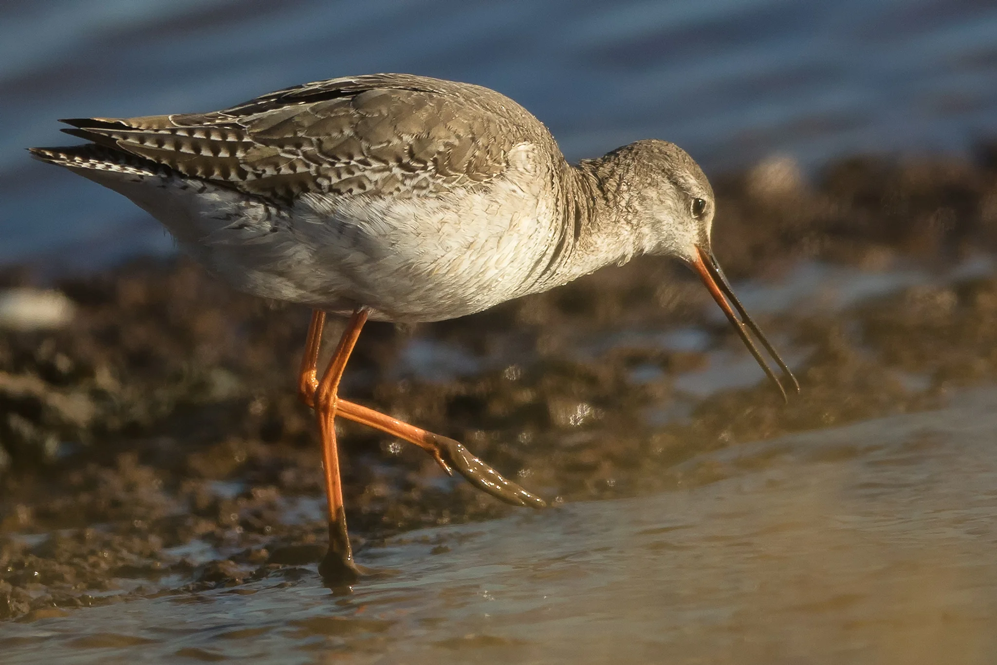 Spotted Redshank (Tringa erythropus)