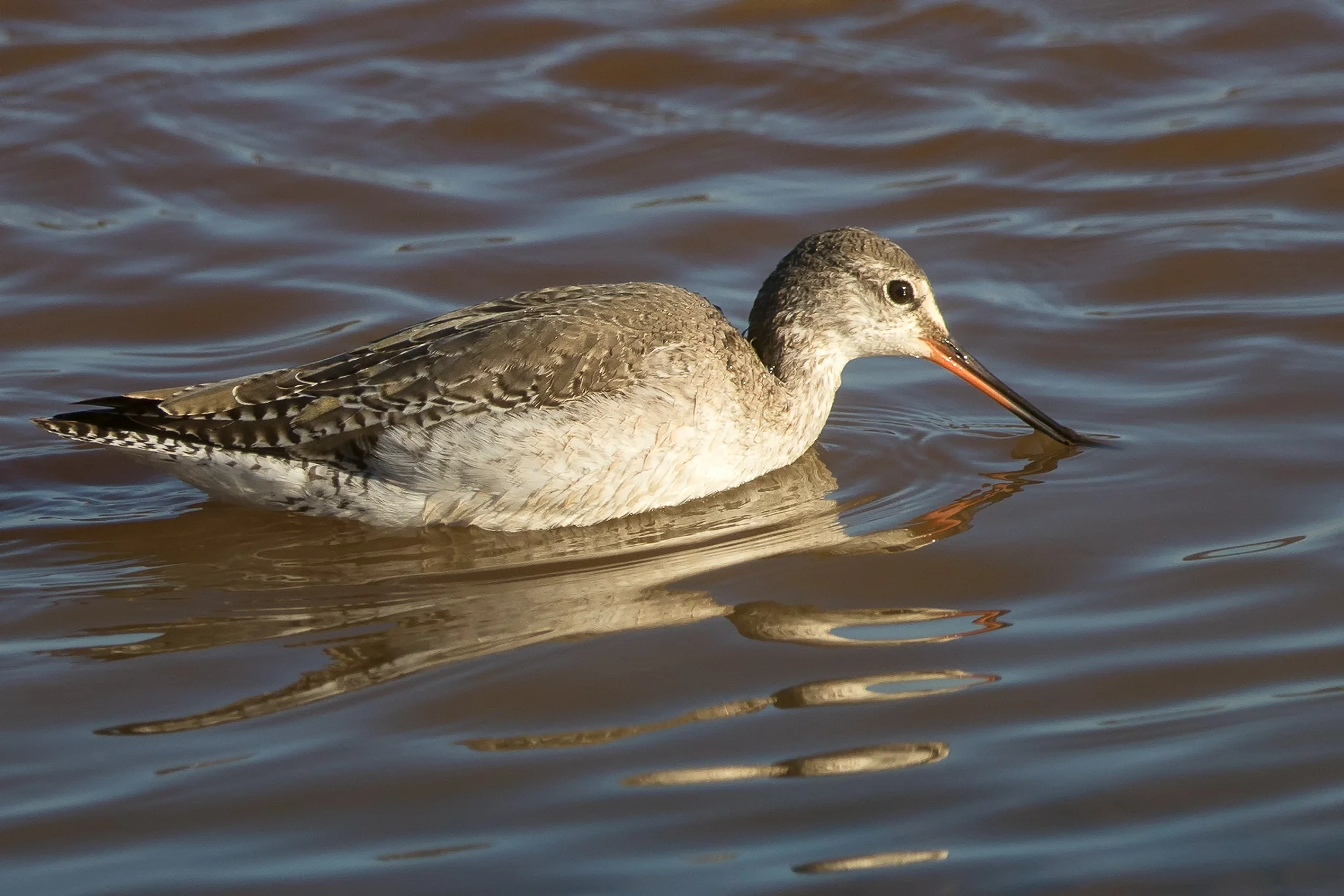 Spotted Redshank (Tringa erythropus)
