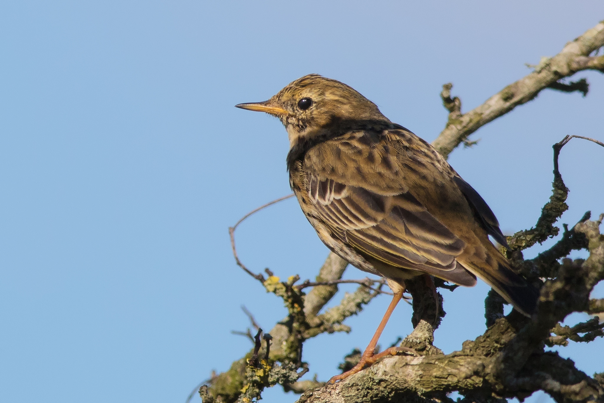 Meadow Pipit (Anthus pratensis)