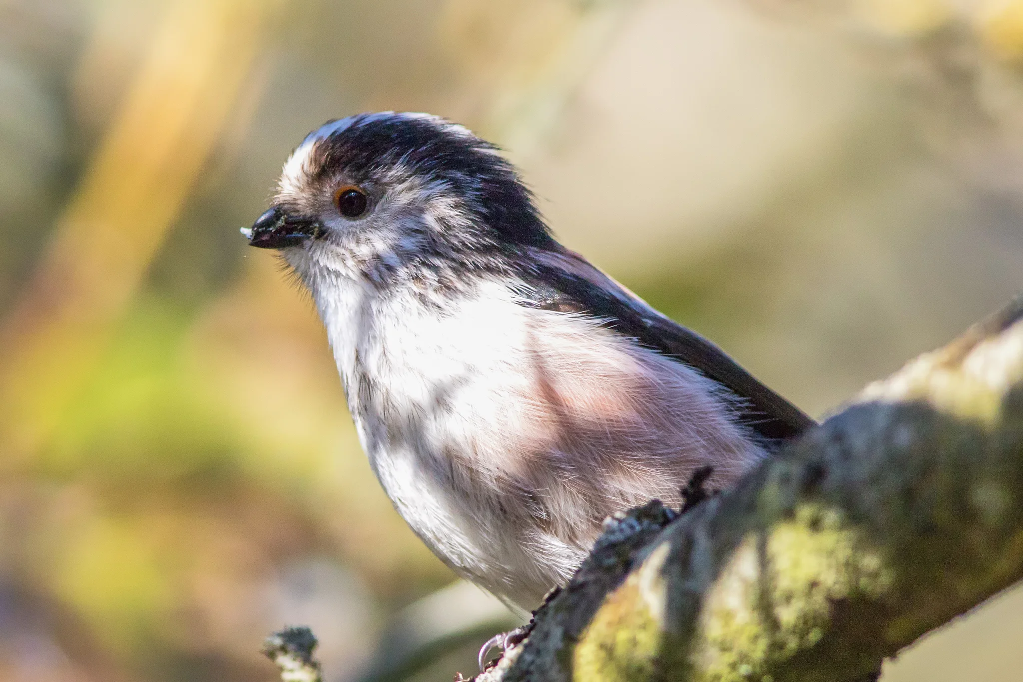 Long-tailed Tit (Aegithalos caudatus)