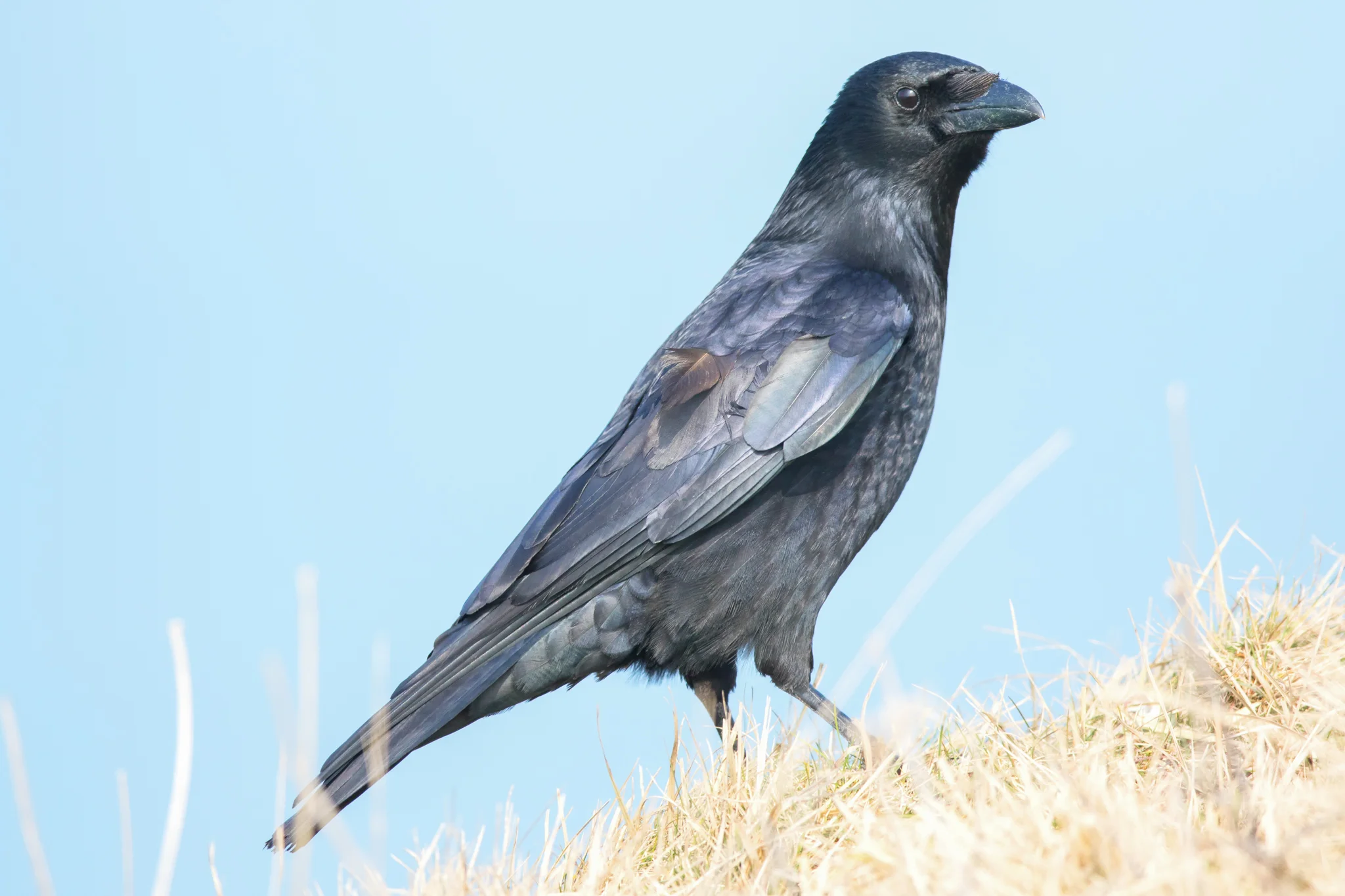 Raven (Corvus corax)