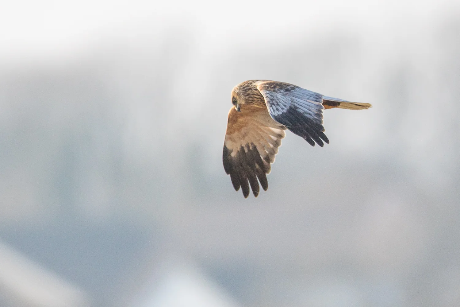 Marsh Harrier (Circus aeruginosus)
