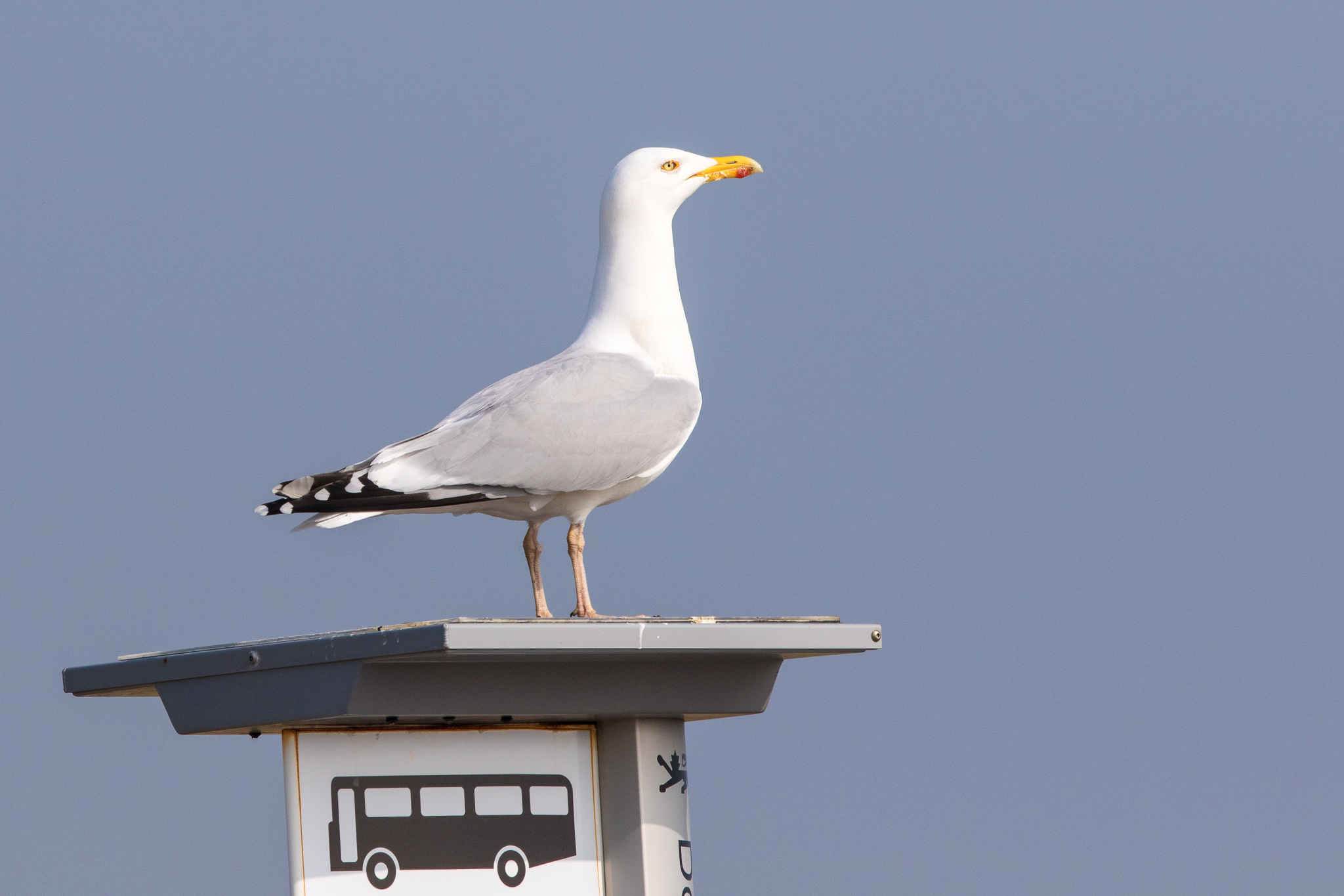 Herring Gull (Larus argentatus)