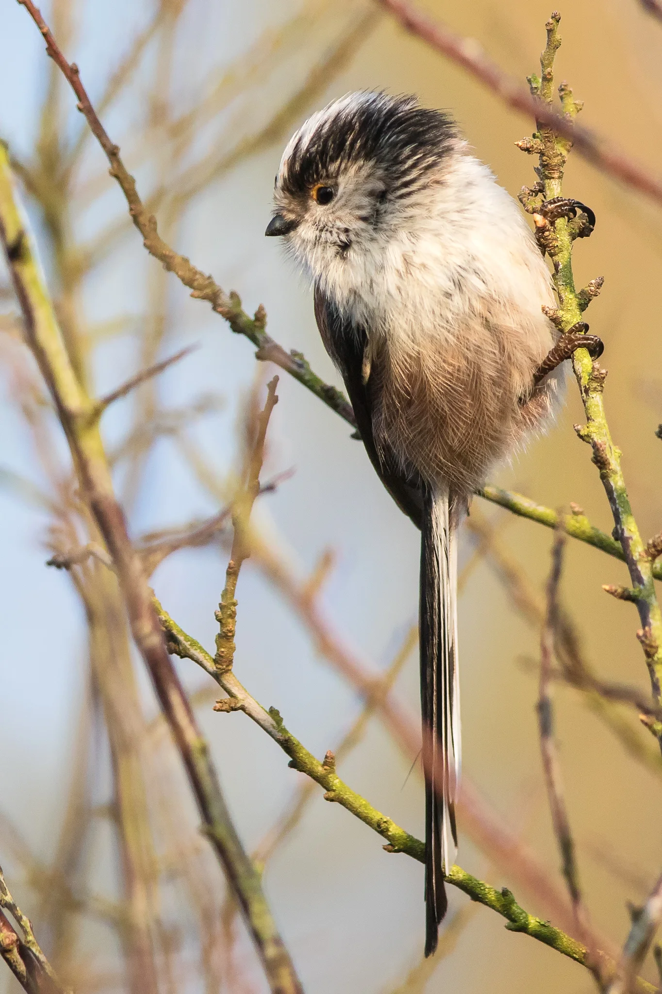 Lonf-tailed Tit (Aegithalos caudatus)