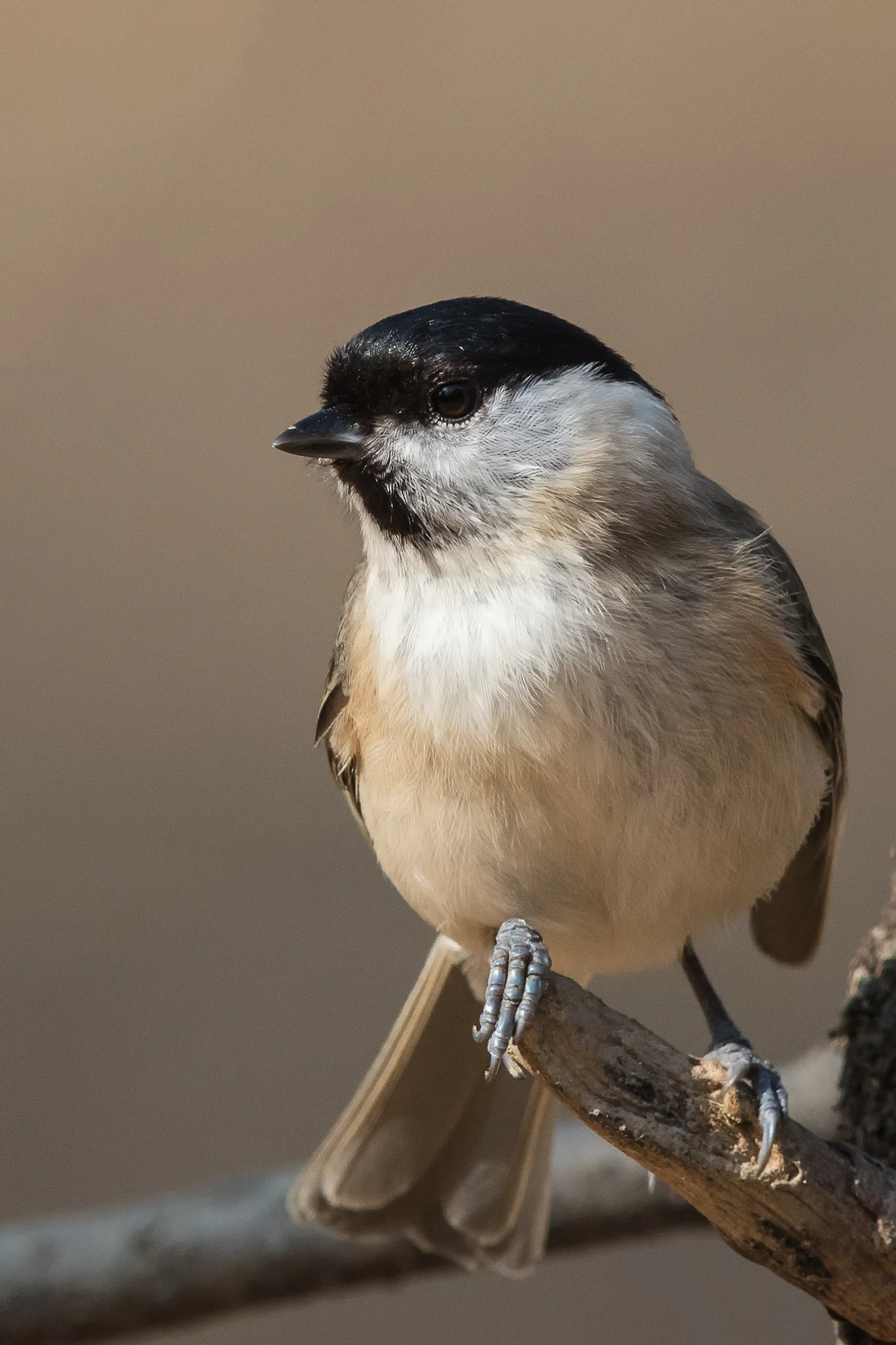 Marsh Tit (Poecile palustris)