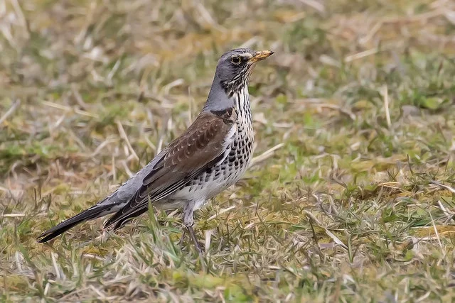 Mistle Thrush (Turdus viscivorus)