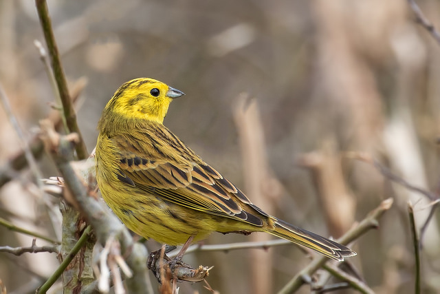 Yellowhammer (Emberiza citrinella)