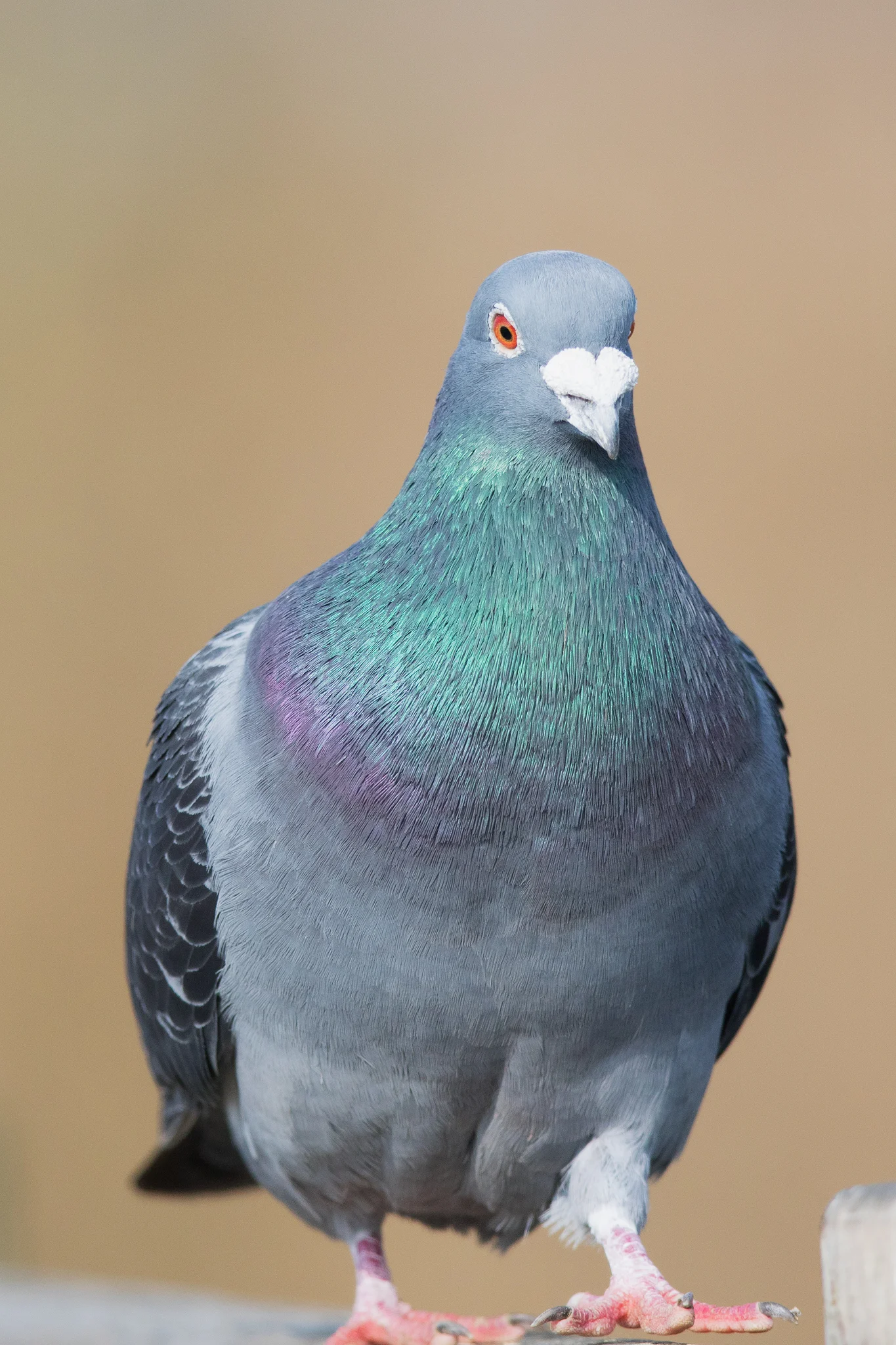 Rock Dove (Columba livia)