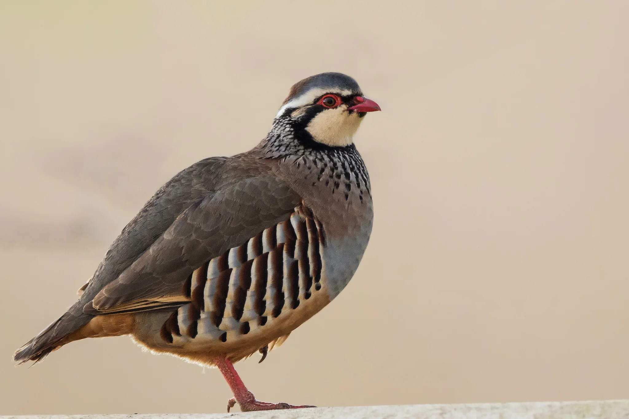 Red-legged Partridge (Alectoris rufa)