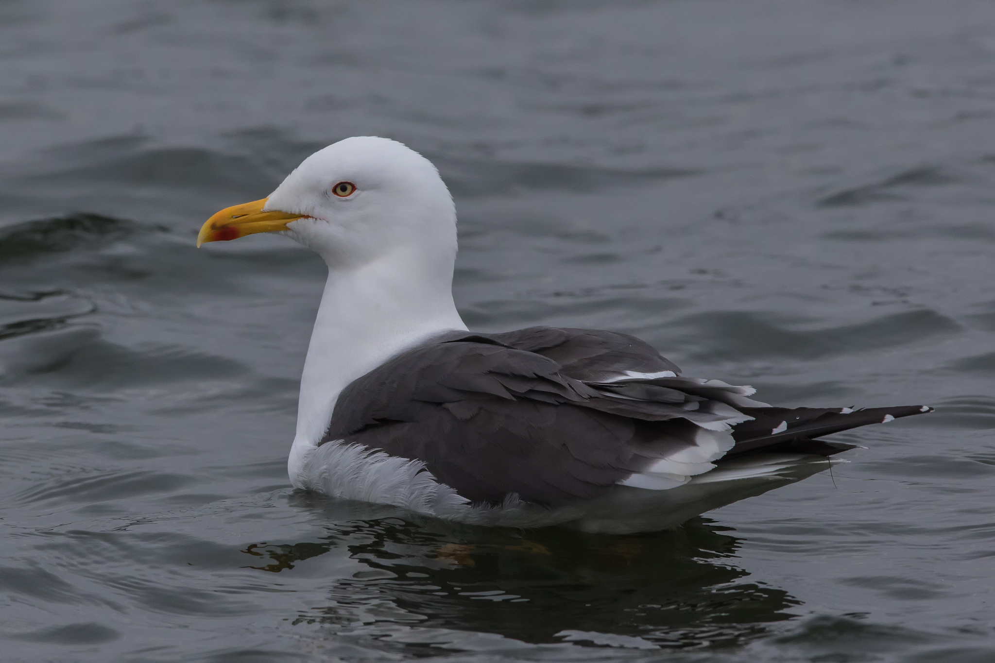 Great Black-backed Gull (Larus marinus)