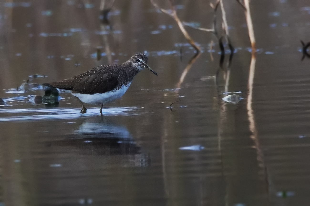 Green Sandpiper (Tringa ochropus)