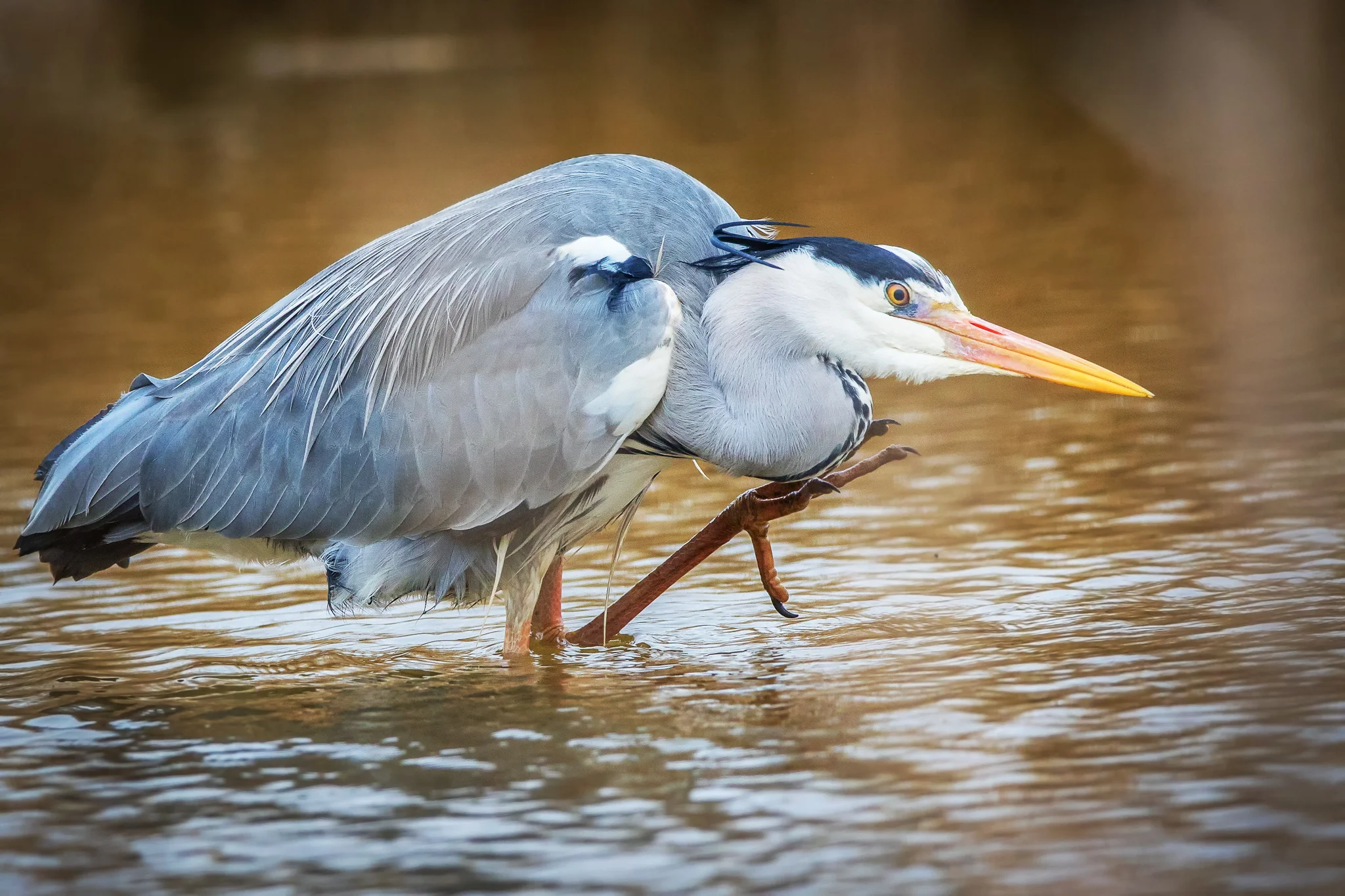 Grey Heron (Ardea cinerea)