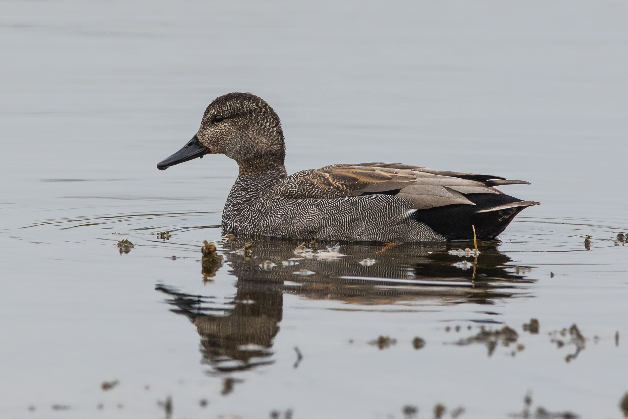 Gadwall (Anas strepera)