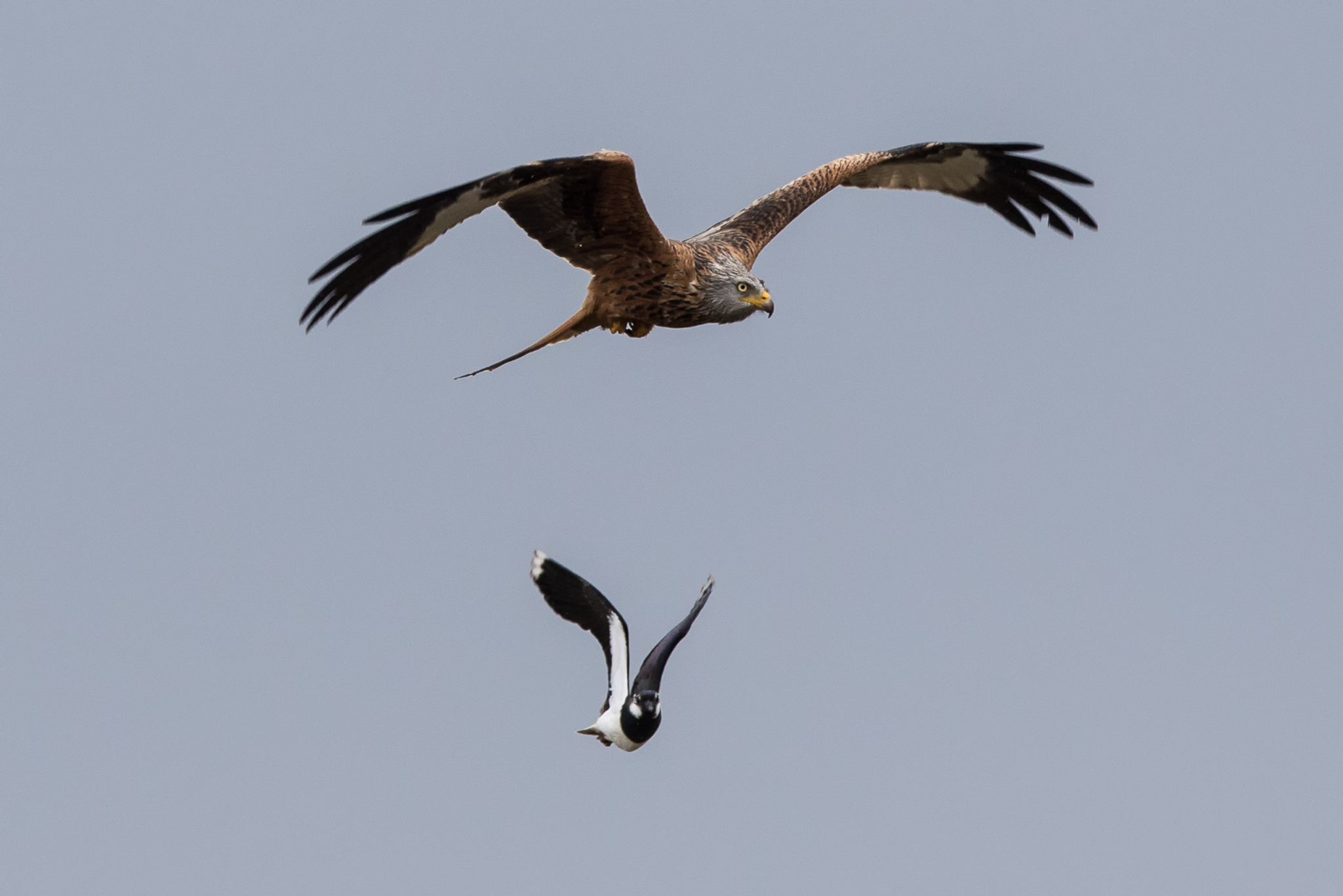Red Kite (Milvus milvus)