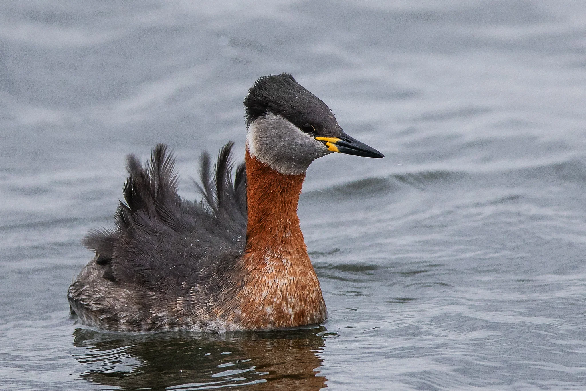 Red-necked Grebe (Podiceps grisegena)