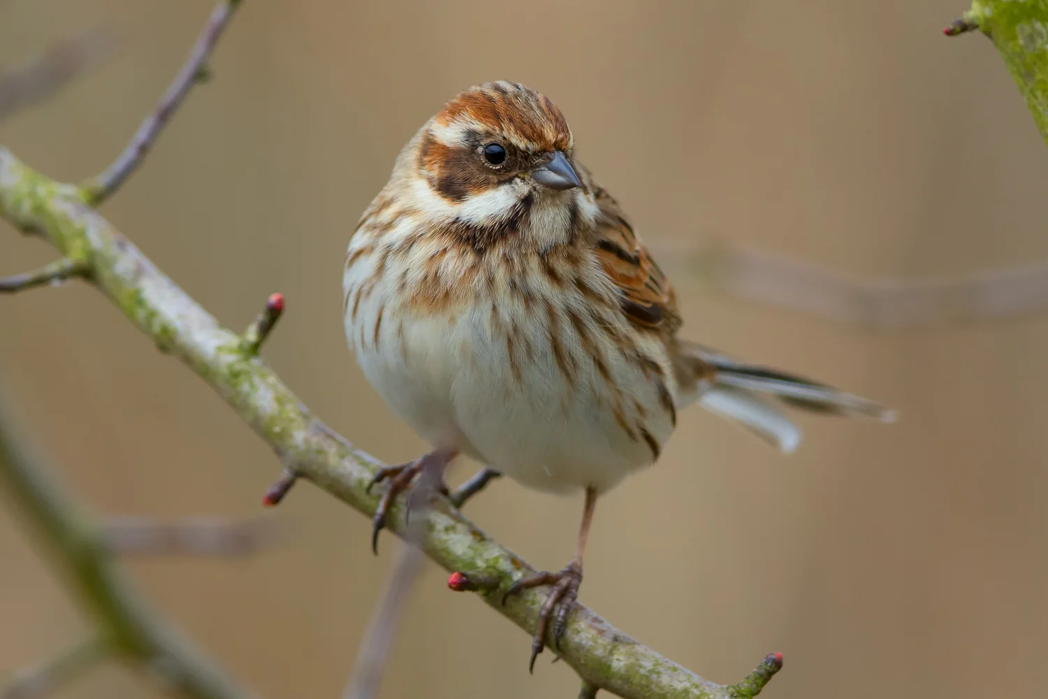 Reed Bunting (Emeriza schoeniclus)