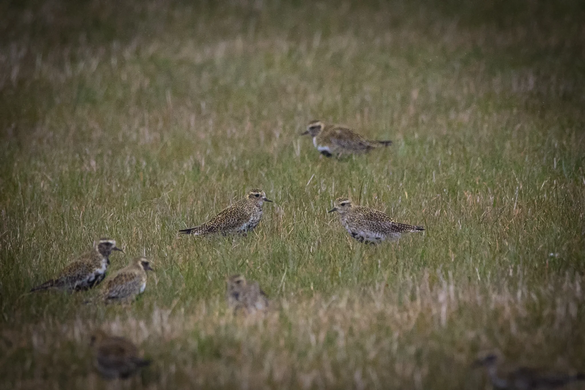 Golden Plover (Pluvialis apricaria)